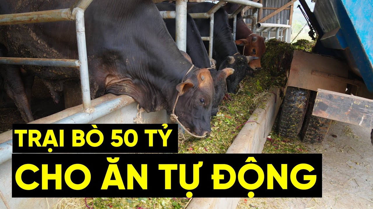TRẠI BÒ 50 TỶ VỚI HỆ THỐNG MÁY TRỘN CHO ĂN TỰ ĐỘNG