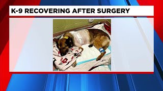 K9 officer recovering following stabbing