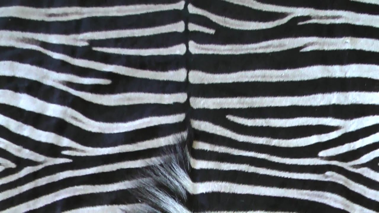Genuine African Zebra Skin Rug Felt Backed 100 Legal Stocked in the