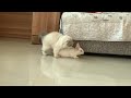 Incredibly the kitten became the rabbits best friend funnyanimals amazing cuteanimals