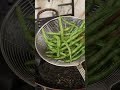 Chinese Restaurant Garlic Green Beans