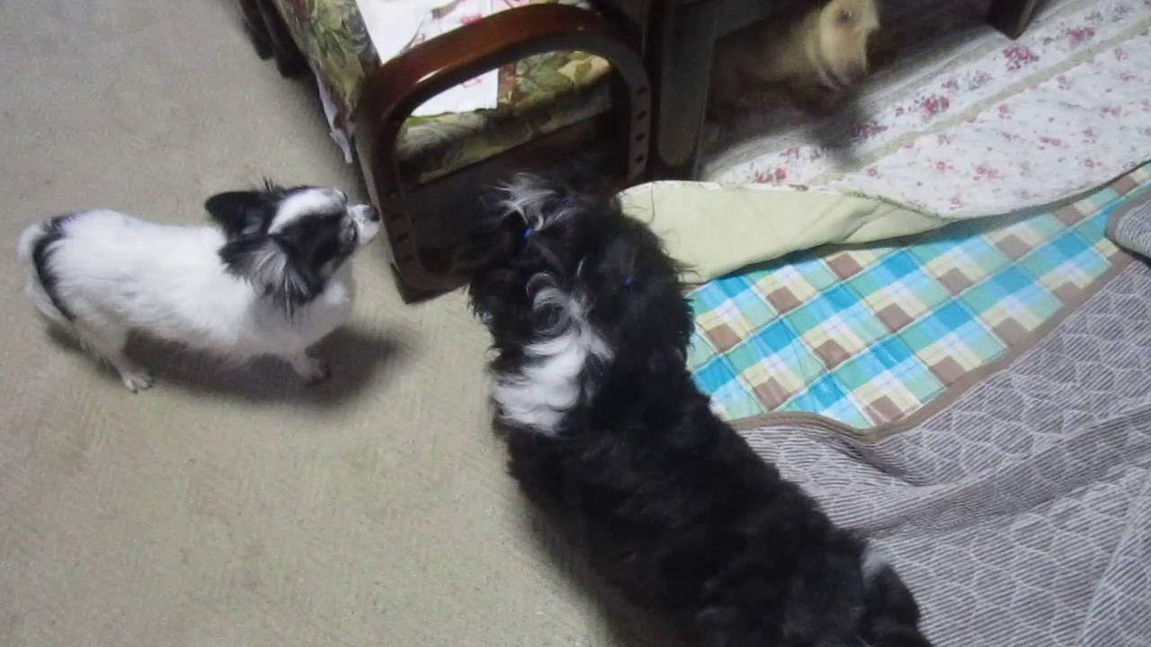 16年09月 ふうちゃんと愉快な短足たち