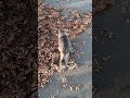 Стешка собственной персоной.