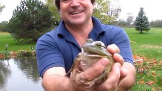 11 Minutes Of Screaming Frogs Compliation, but it's reversed(X2 speed)