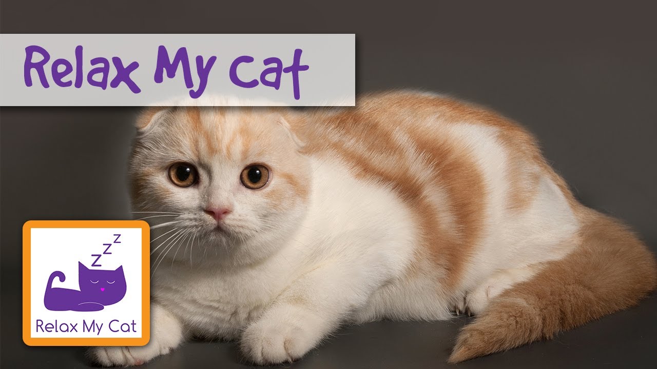 tv channel for cats เพลงสำหรับแมว - แมวของคุณผ่อนคลายกับเพลง