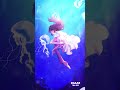 カブトムシ/aiko【Cover】by AOI ROSE