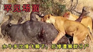 8個獅子獵殺水牛場面，水牛撞飛獅子後慘遭獅群分屍！ 被活活咬死在路邊