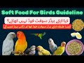 Lovebirds soft food nahi khaty,Solution #lovebirds #birds #softfoodforbirds