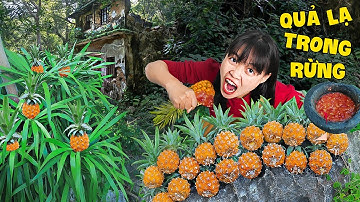 Hà Sam Một Ngày Đi Tìm Quả Dại Trong Rừng Sâu Phát Hiện Ngôi Nhà Giữa Rừng