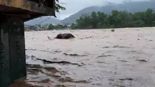 नारायणी नदिले हात्तीनै बगायाे ।। Flooding in Narayani River