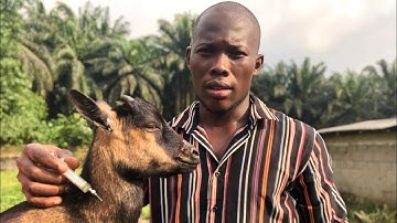 How To Give Intramuscular and Subcantenous Injection to Animals