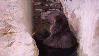 More of Ronan the Grizzly Bear Enjoying the Pool