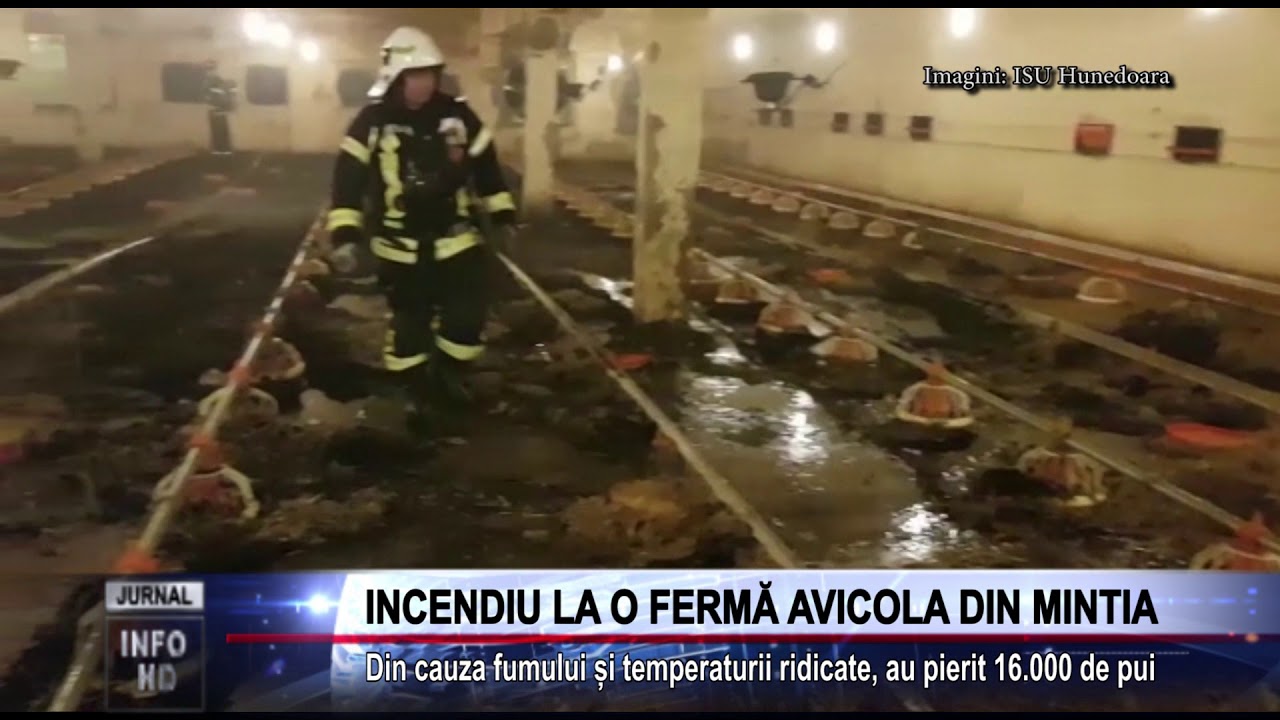 camera iphone 8 plus apk INCENDIU LA O FERMĂ AVICOLA DIN MINTIA