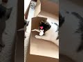 "Watch this adorable family moment as a mother cat plays with her tiny kitten #adorablevideo #cute