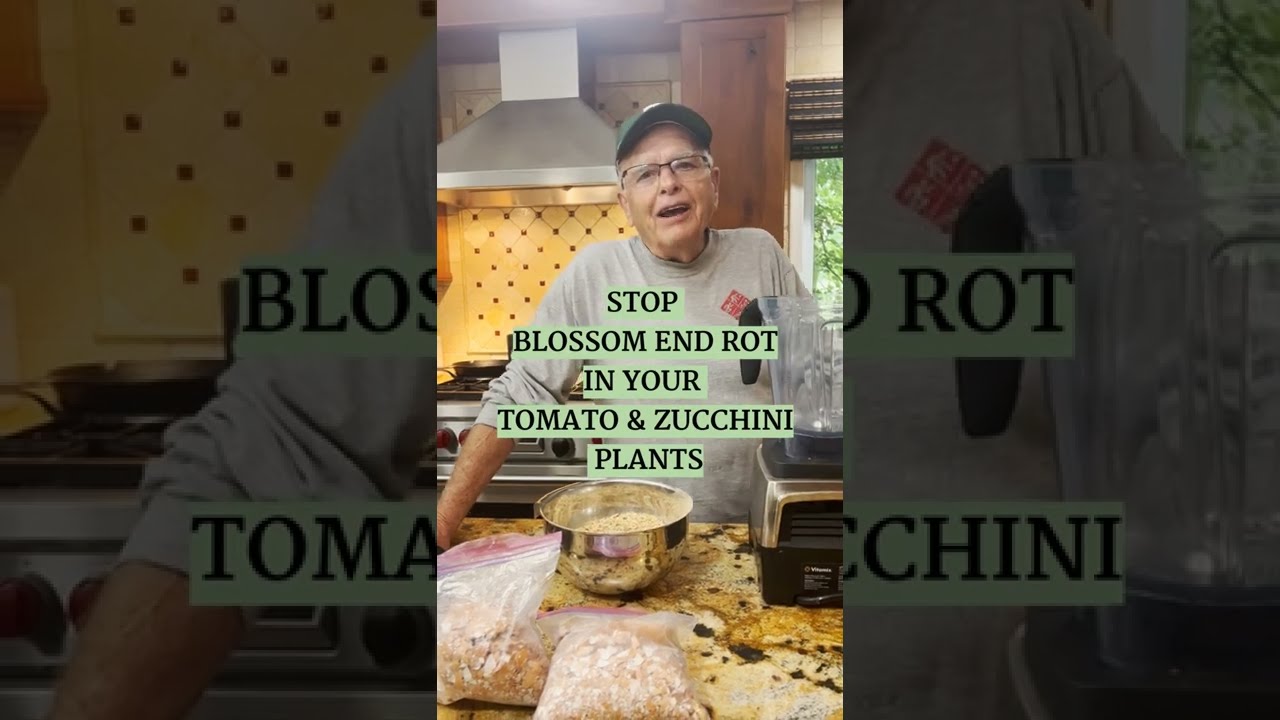 How to stop blossom end rot from tomato and zucchini plants YouTube