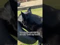 this dog just fixed my car 😂 #dog #germanshepherd #funnydogs #viral #pets #dogsofyoutube #dogs