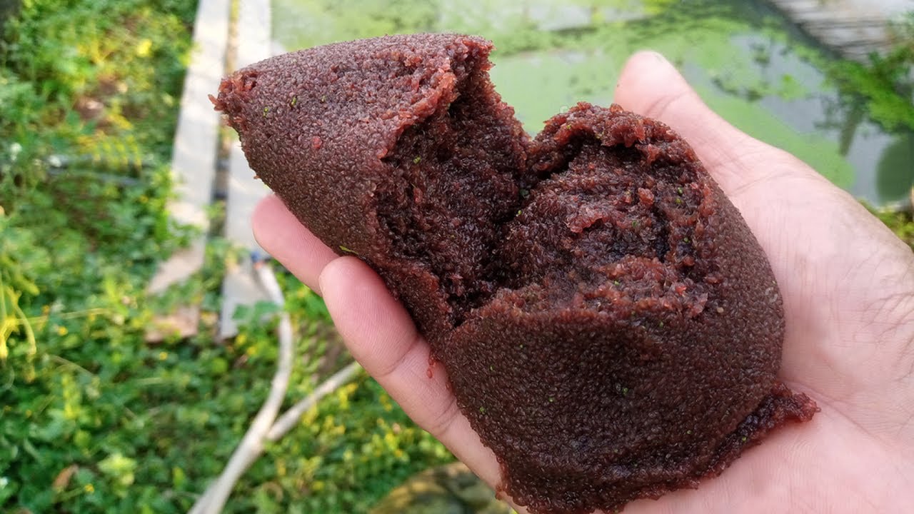 MUDAHNYA BUDIDAYA KUTU AIR TANPA BIBIT DIJAMIN BERHASIL