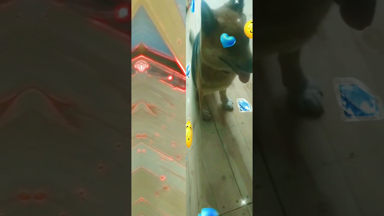 The dog helps to lay the floorboards on the 1st floor (Собака помогает стелить доски для пола дома)