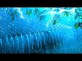 Torrential Rain On Roof On The Slopes Of The Mountain | Relaxing Rain Sounds ASMR