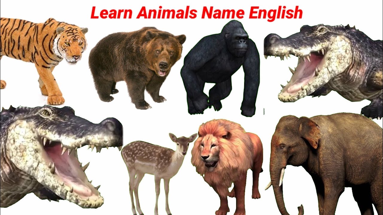 Cute Animals Name For kids Cow, Dog, Rhino, Zebra, Cat, Tiger, Lion