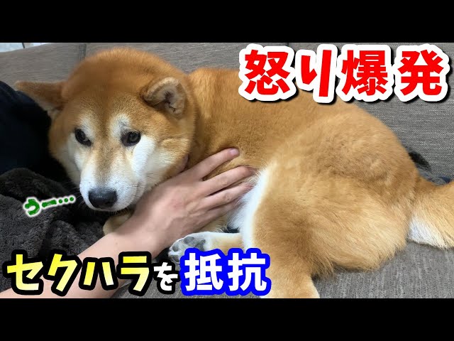 The Shiba Inu was relaxing on his favorite sofa, but his father