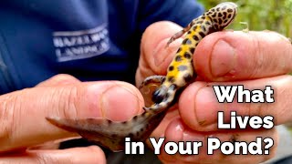 What Animals Live in a Wildlife Pond?