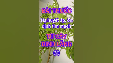 Bài Thuốc Nam Giúp Hạ Huyết áp, Ổn định tim mạch từ cây Đinh Lăng#dinhduong #health #suckhoe