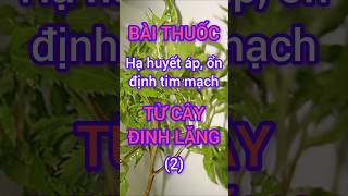 Bài Thuốc Nam Giúp Hạ Huyết áp, Ổn định tim mạch từ cây Đinh Lăng#dinhduong #health #suckhoe