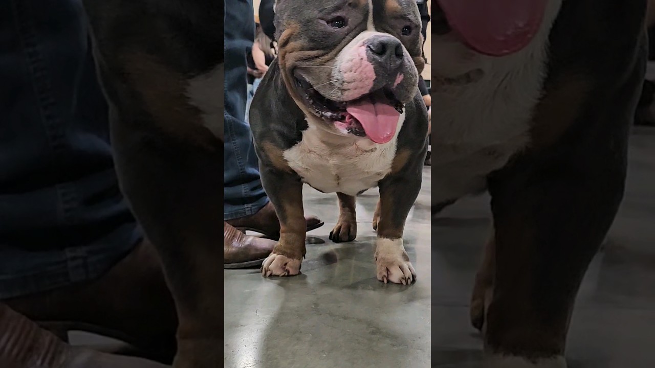 Bully Dog - blue tri colored
