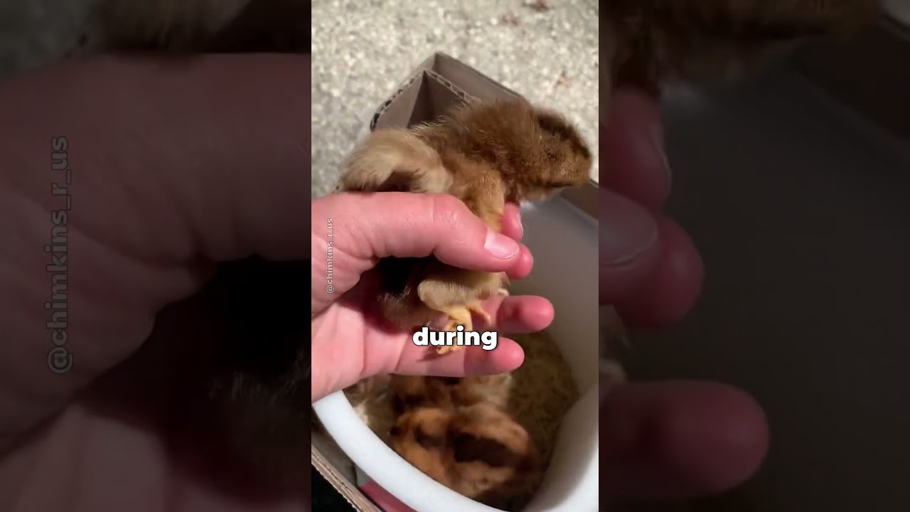 Did you know they ship baby chicks across the country?!