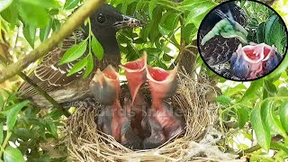 Black Bulbul Feeding BLACK SPIDER to Trippel Babies | BIRDS in Nest FULL VIDEO | EP 1 DAY 1