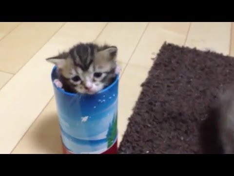 猫 かわいい イラスト 筒にすっぽりハマる赤ちゃん猫 cat in the tube