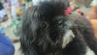 cute Shih tzu puppy #shihtzu #dog #trending #viral