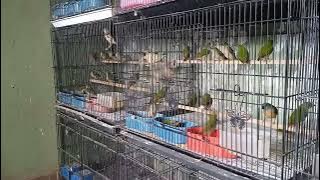 part 1, bondol ijo biar hidup pas baru dapet atau baru dapet dari pengiriman