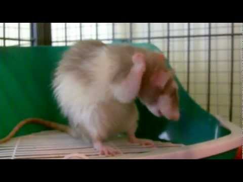 Ratties Clean Themselves After A Bath