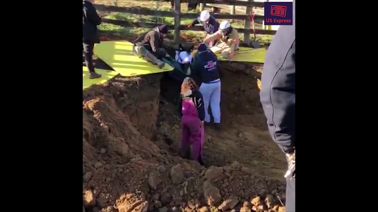 Horse stuck in a collapsed cistern rescued by technical rescue team ...