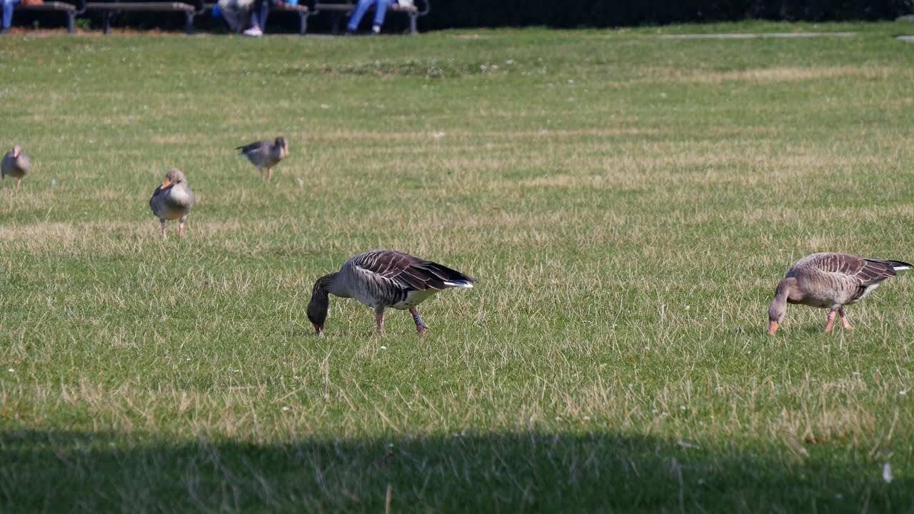 Hamburg: Alsterwiese Schwanenwik, Graugänse (Greylag Geese) - 4K Video Picture