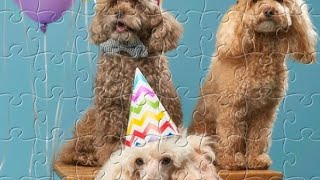 3 Cute Puppies 64 Piece Jigsaw Puzzle HD Gameplay screenshot 1