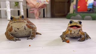 仲良く並んでごはんを食べるヒキガエルがかわいい  Cute toads eating food in a friendly line.