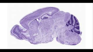 mouse brain - P14 sagittal