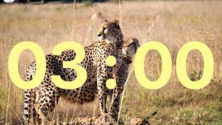 🌿 3 Minute African Safari Timer: Quick Escape to the Savanna! 🐾