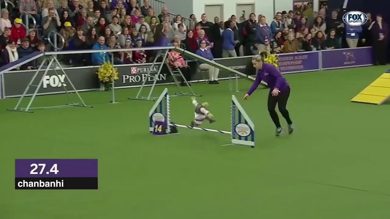 Shrek In Dog Show - YouTube