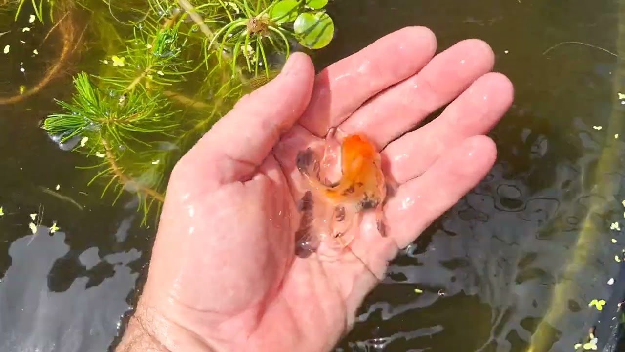 Breeding Swordtails in outdoor ponds
