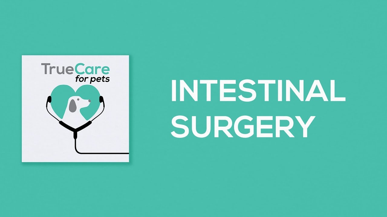 Intestinal Surgery TrueCare for Pets Pawcast YouTube