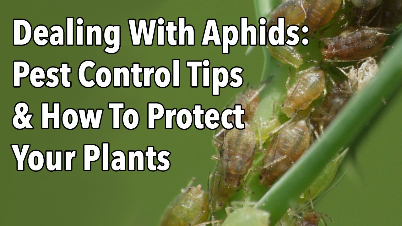 The top 13 things How To Combat Garden Pests Naturally can help with