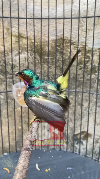 KOLIBRI WULUNG (KOWUL) GACOR #kicaumania #foryou #kowul