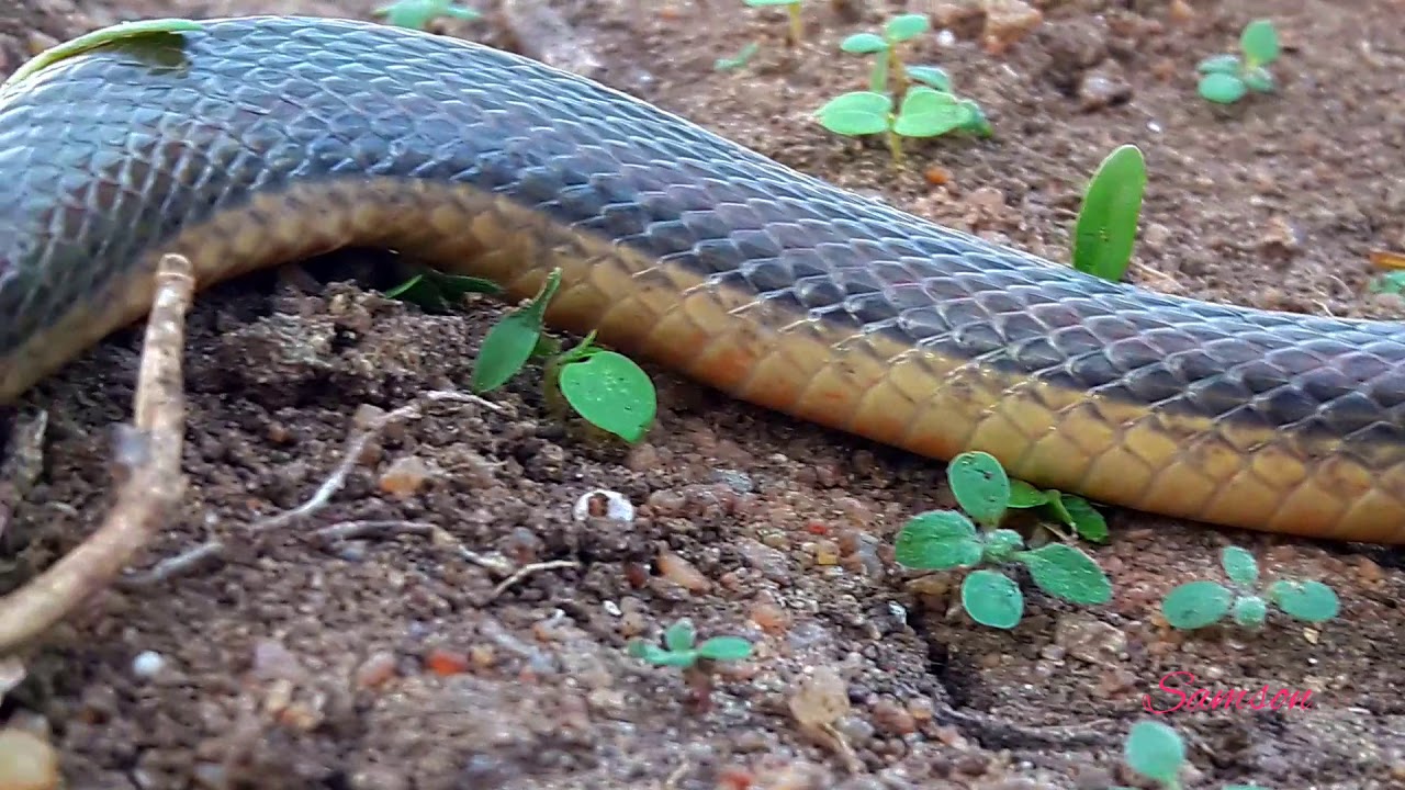camera iphone 8 plus apk Olive keelback water snake