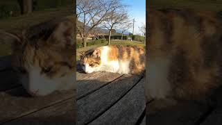 テーブルに三毛猫 #Shorts
