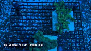 Stock Spotlight: ECC Void Walker Stylophora Frag