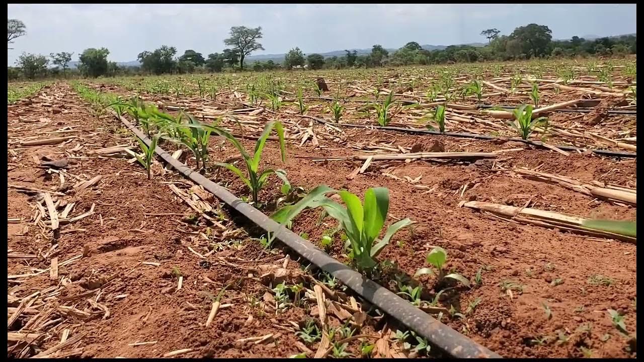 Drip irrigationMaize YouTube